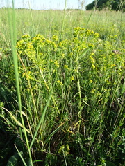 Euphorbia esula