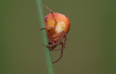 Araneus triguttatus