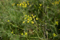 Bupleurum falcatum