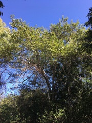 Commersonia bartramia