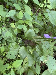 Hosta ventricosa