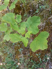 Acer