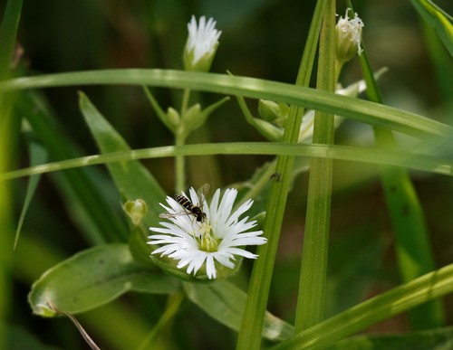 Radiant chickweed