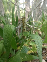 Hemileucinae