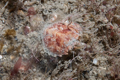 Atelecyclus rotundatus