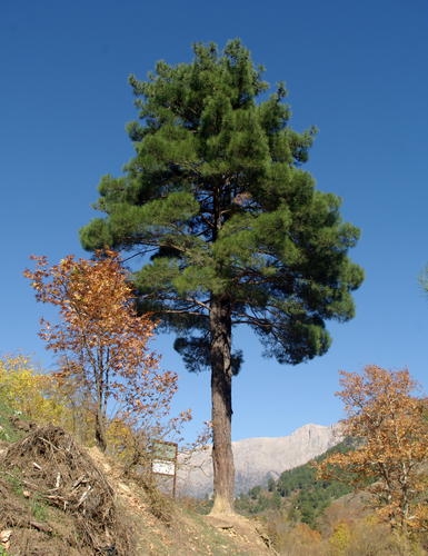Turkish pine