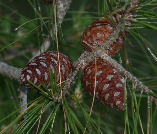 Turkish pine
