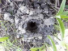 Procambarus gracilis