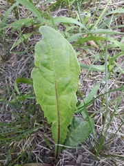 Taraxacum officinale
