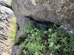 Paronychia argyrocoma