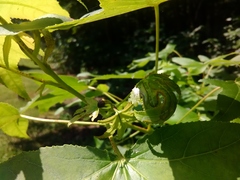 Phyllocnistis liquidambarisella