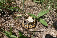 Testudo hermanni hermanni