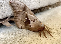 Antheraea polyphemus