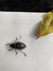 Cypherotylus californicus