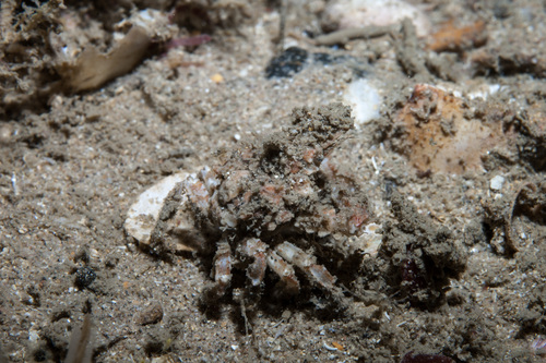 Eurynome aspera
