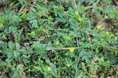 Potentilla supina