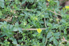 Potentilla supina