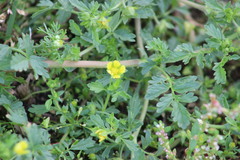 Potentilla supina