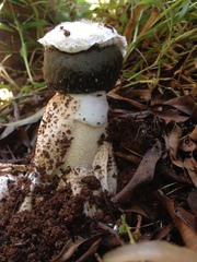 Itajahya galericulata