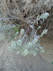 Alyssum alyssoides