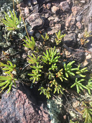 Phemeranthus calycinus