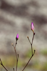Phemeranthus calycinus