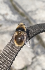 Cephenemyia stimulator
