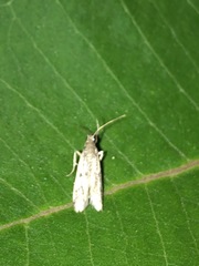 Dichomeris punctipennella