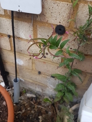 Epilobium hirsutum