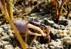 Minuca longisignalis