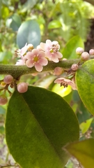 Ilex pubescens