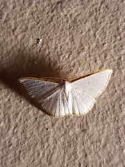 Leuciris