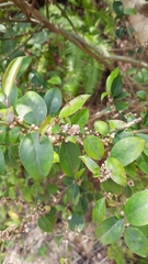 Ilex pubescens