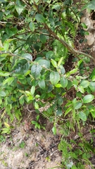 Ilex pubescens