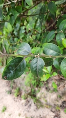 Ilex pubescens