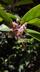 Ilex pubescens