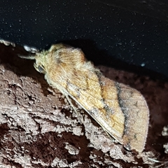 Pyrrhia exprimens