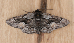 Phaeoura mexicanaria