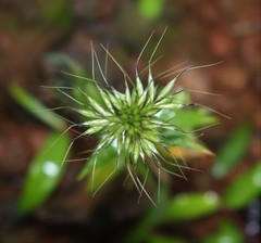 Jansenella griffithiana