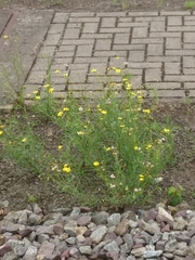 Senecio inaequidens