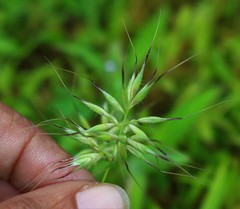 Jansenella griffithiana