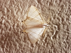 Opisthoxia metargyria