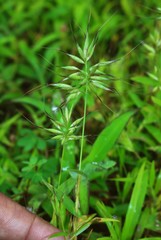 Jansenella griffithiana