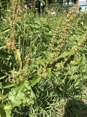 Rumex obtusifolius