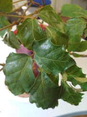 Magnoliopsida