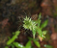 Jansenella griffithiana