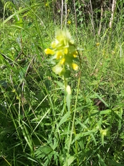 Rhinanthus alectorolophus