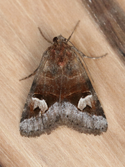 Drasteria perplexa
