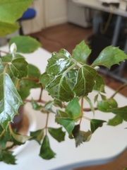Magnoliopsida