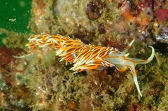 Phidiana militaris